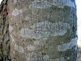 Arthonia radiata image