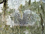 Arthonia radiata image