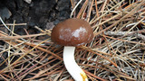 Suillus brevipes image