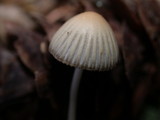 Coprinellus impatiens image