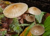 Mycena galericulata image