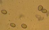 Mycena galericulata image