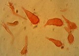 Mycena galericulata image