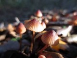 Mycena californiensis image