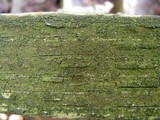 Amandinea punctata image