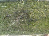 Amandinea punctata image