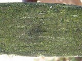 Amandinea punctata image