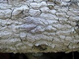 Arthopyrenia cinereopruinosa image