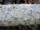 Arthopyrenia cinereopruinosa image