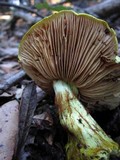 Cortinarius viridirubescens image