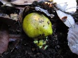 Cortinarius viridirubescens image
