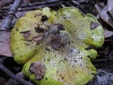 Cortinarius viridirubescens image