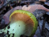 Cortinarius viridirubescens image