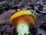Cortinarius viridirubescens image