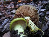 Cortinarius viridirubescens image