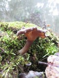 Pseudoclitocybe cyathiformis image