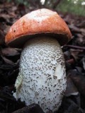 Leccinum manzanitae image