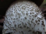 Leccinum manzanitae image