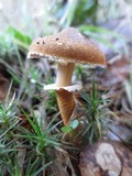 Cystoderma fallax image