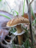 Cystoderma fallax image