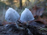 Coprinopsis nivea image