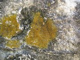 Caloplaca feracissima image