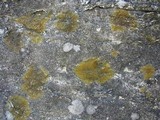 Caloplaca feracissima image