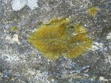 Caloplaca feracissima image