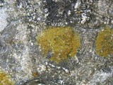Caloplaca feracissima image