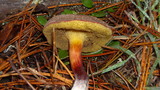 Boletus chrysenteron image