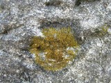 Caloplaca feracissima image