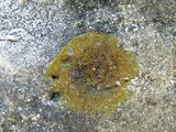 Caloplaca feracissima image