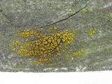 Candelariella vitellina image