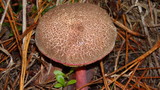 Boletus chrysenteron image