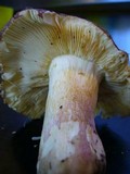 Russula placita image