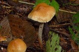 Hypholoma dispersum image