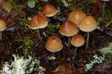 Hypholoma dispersum image