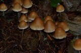 Hypholoma dispersum image