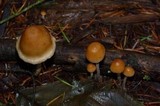 Hypholoma dispersum image