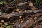 Psilocybe pelliculosa image