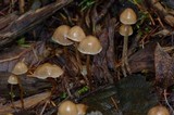 Psilocybe pelliculosa image