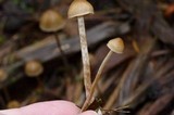Psilocybe pelliculosa image