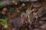 Psilocybe pelliculosa image