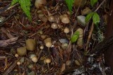 Psilocybe pelliculosa image
