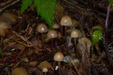 Psilocybe pelliculosa image