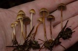 Psilocybe pelliculosa image