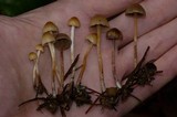 Psilocybe pelliculosa image