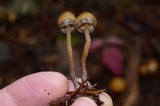 Psilocybe pelliculosa image