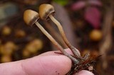 Psilocybe pelliculosa image