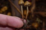Psilocybe pelliculosa image